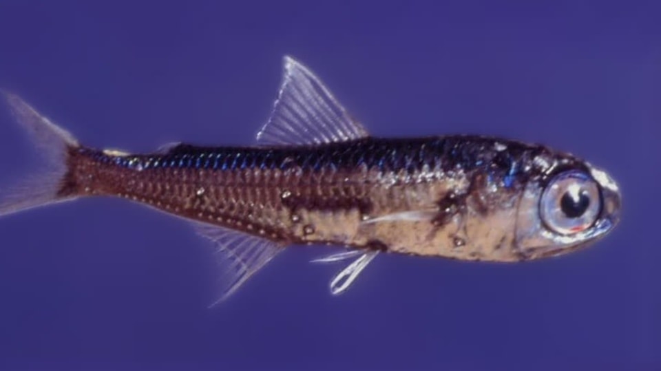 hlubinovka Myctophum punctatum